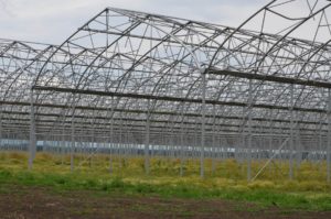 Изображение 10: тепличный комплекс, строительство тепличных комплексов, теплица под ключ, комплекс теплиц